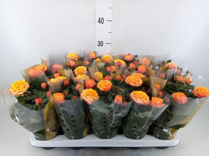 <h4>Rosa  'Firebird Kordana Grande'</h4>