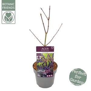 Acer palm. 'Trompenburg'