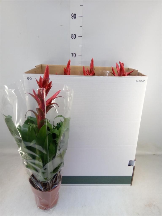 <h4>Tillandsia  'Naomi'</h4>