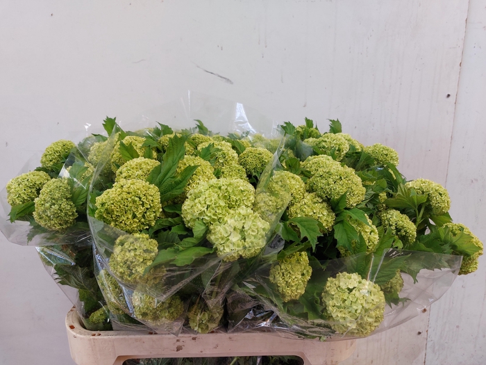 <h4>VIBURNUM ROSEUM ST</h4>