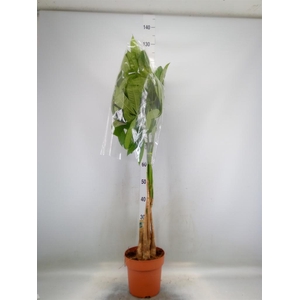 Pachira aquatica