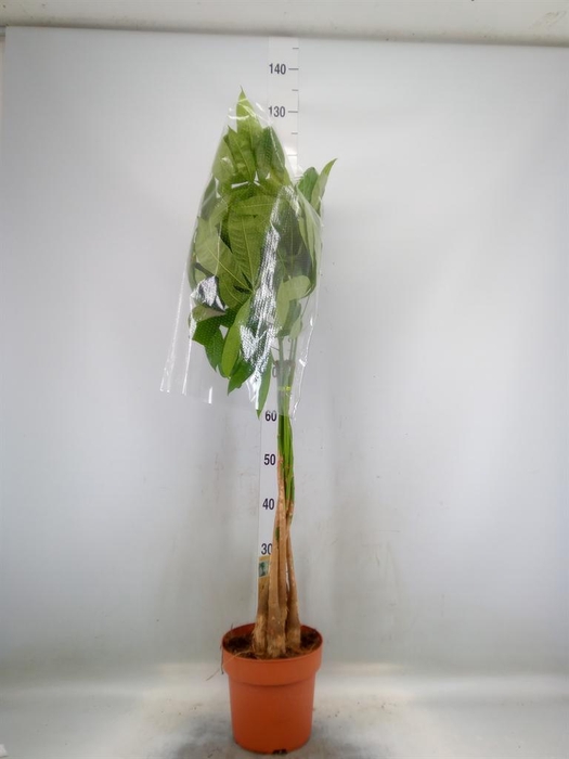 <h4>Pachira aquatica</h4>