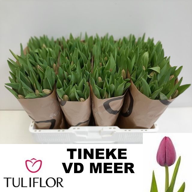 <h4>TU EN TINEKE VD MEER</h4>