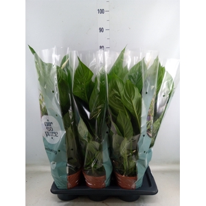 Spathiphyllum  'Vivaldi'