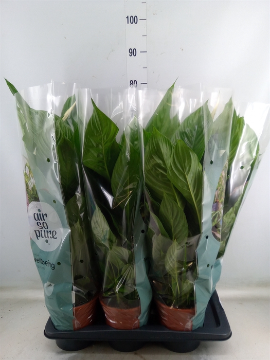 <h4>Spathiphyllum  'Vivaldi'</h4>