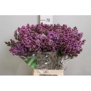 Syr V Dark Koster 4+