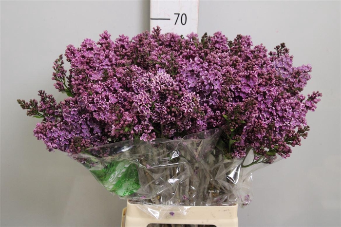 <h4>Syr V Dark Koster 2+</h4>