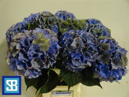<h4>Hydr M Royal Palace Cl</h4>