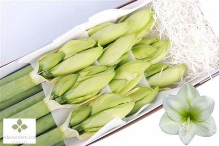 <h4>Hipp Ga Challenger</h4>