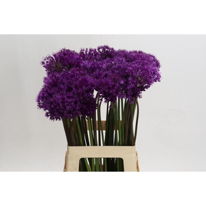 Allium  'Purple Sensation'