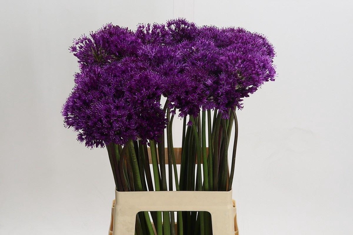 <h4>Allium  'Purple Sensation'</h4>