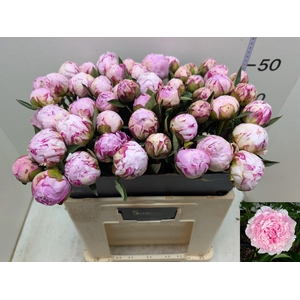 PAEO L SARA BERNHARD