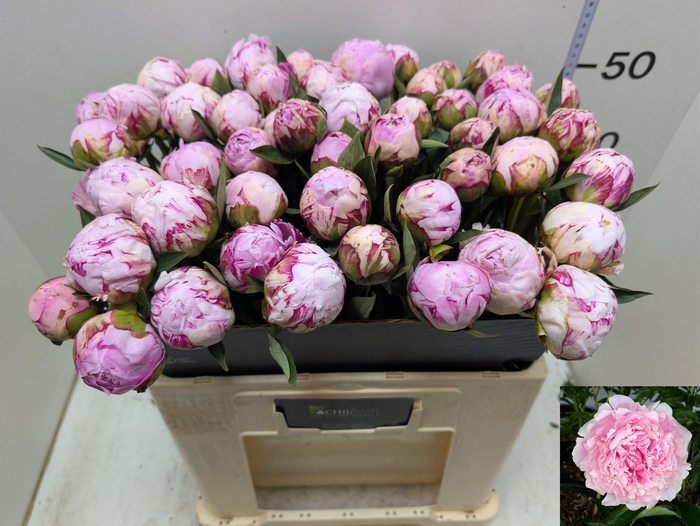 <h4>PAEO L SARA BERNHARD</h4>