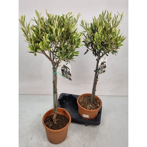 OLEA EUROPAEA