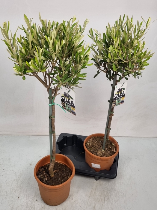 <h4>OLEA EUROPAEA</h4>