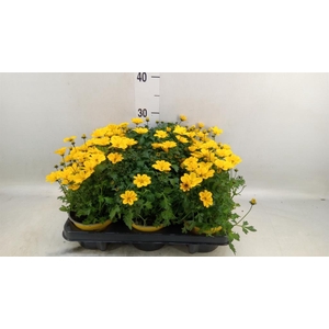 Bidens fer. 'Golden Empire'