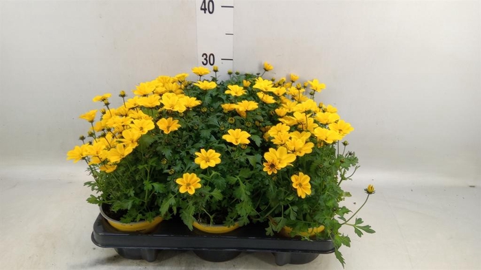 <h4>Bidens fer. 'Golden Empire'</h4>