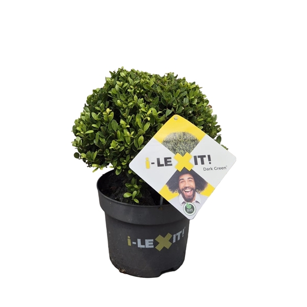 <h4>Ilex crenata Dark Green, P19, Bol Ø20cm</h4>