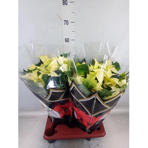 Euphorbia pulc. 'Alaska'