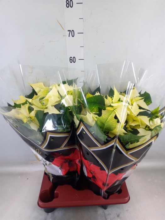 <h4>Euphorbia pulc. 'Alaska'</h4>