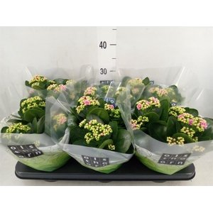 Kalanchoe blos. 'Calandiva Weaver'