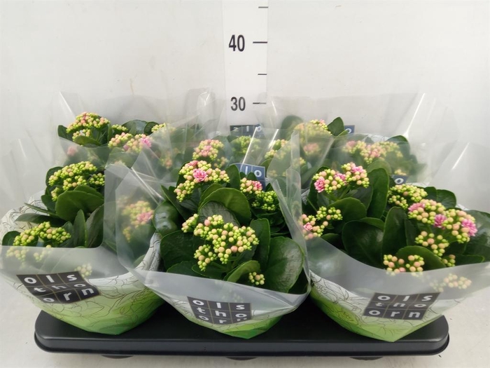 <h4>Kalanchoe blos. 'Calandiva Weaver'</h4>