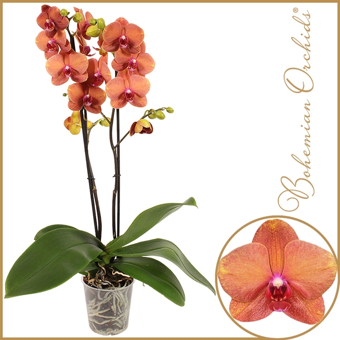 <h4>Phalaenopsis Surfsong</h4>