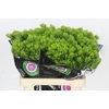 Dianthus Br Kiwi Mellow