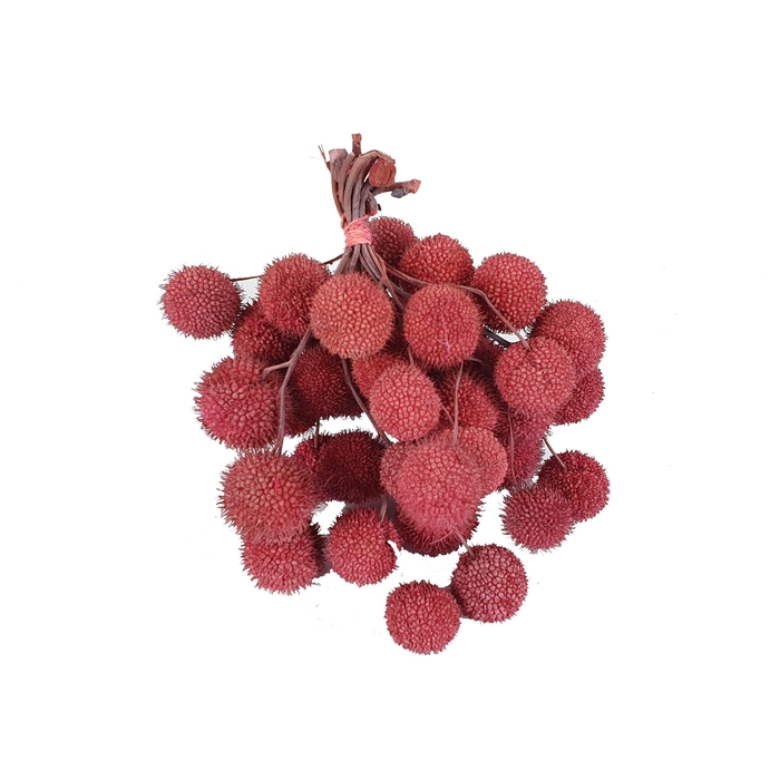 <h4>Small ball per bunch in poly Frosted Pink</h4>