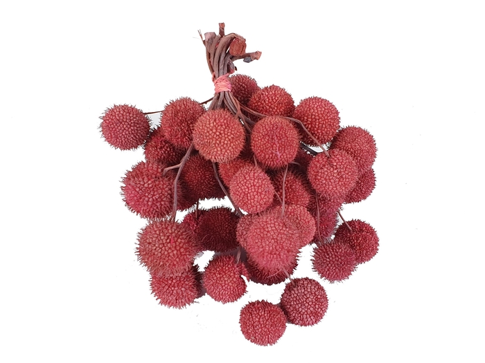 Small ball per bunch in poly Frosted Pink