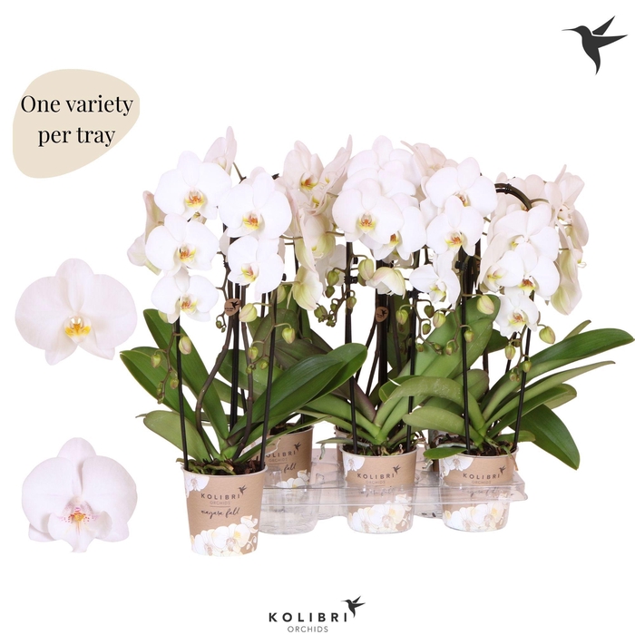 <h4>Kolibri Orchids Phalaenopsis Cascade Niagara Fall white 2 spike</h4>