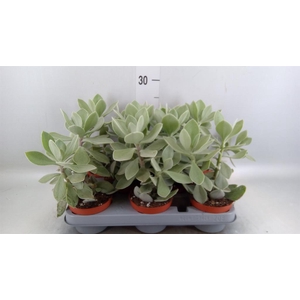 Senecio   ...