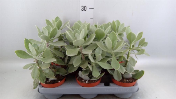 <h4>Senecio   ...</h4>