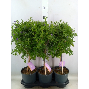 Lycianthes ran. 'Blue Fountain'