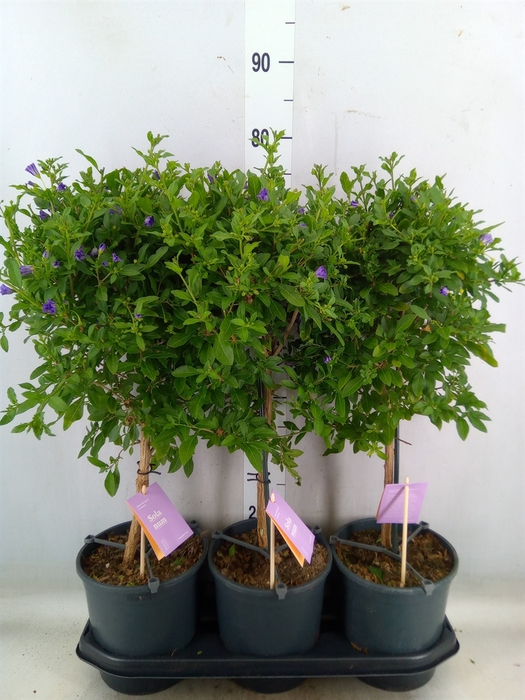 <h4>Lycianthes ran. 'Blue Fountain'</h4>