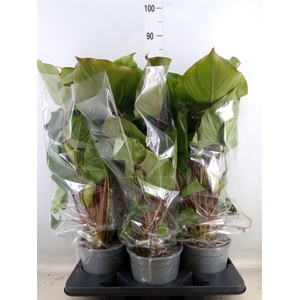Homalomena rubescens 'Maggy'