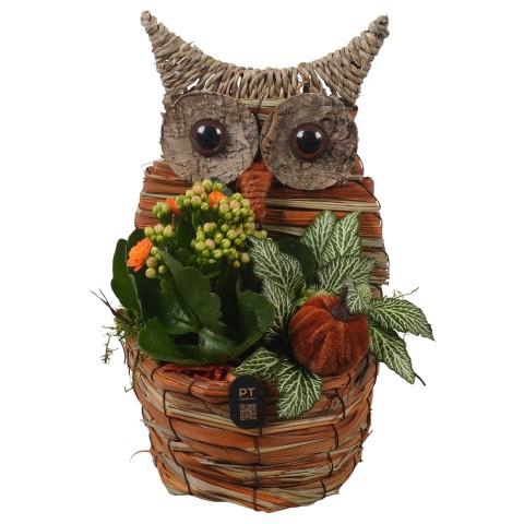 <h4>PTHI3321 Arrangement Autumn Indoor in rieten mand in uil vorm</h4>