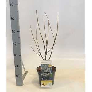 Amelanchier lamarckii