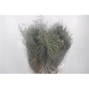 Thym Per Bunch 300 Gram