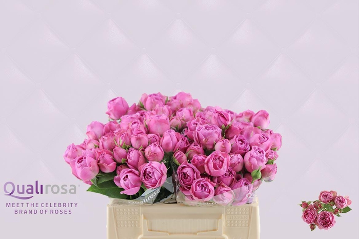 <h4>R Tr Misty Bubbles</h4>