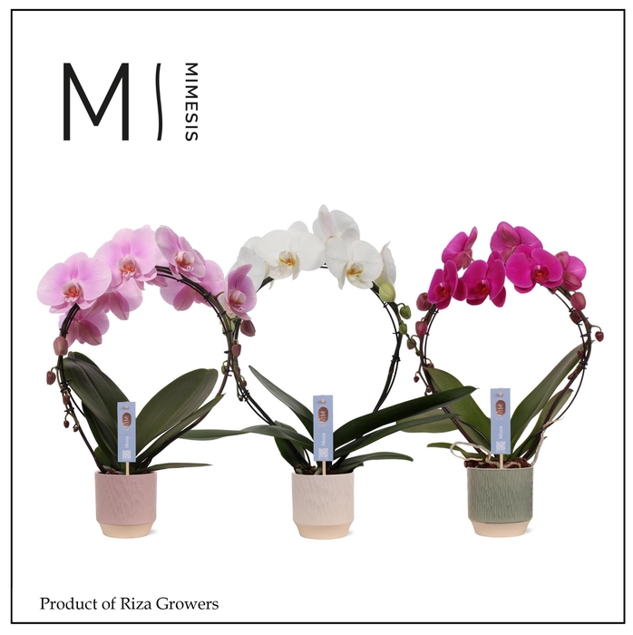 <h4>Phalaenopsis Moon Mix 16+ – 12cm in Luna | Mimesis</h4>