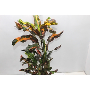 CROTON GINGHA P17