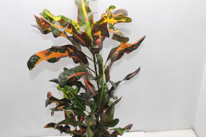 <h4>CROTON GINGHA P17</h4>
