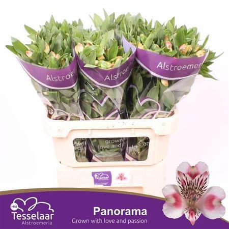 <h4>Alstr Panorama</h4>