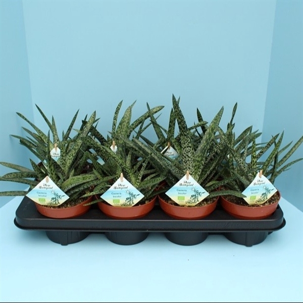 <h4>Bio Gasteria bicolor 645-GAST13</h4>