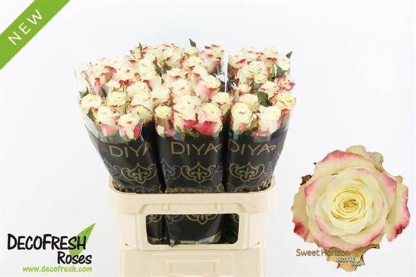 <h4>R GR SWEET HORIZON</h4>