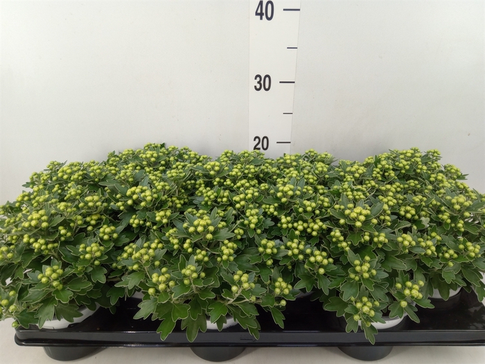 <h4>Ajania pacifica 'Pacific White'</h4>