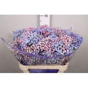 Gyps Rb Light Pink Light Purple