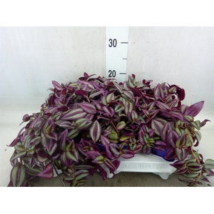 Tradescantia zebr. 'Purpusii'