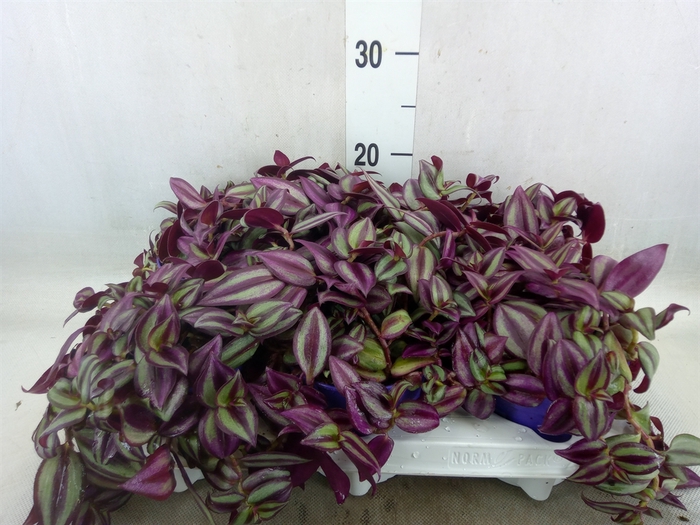 <h4>Tradescantia zebr. 'Purpusii'</h4>